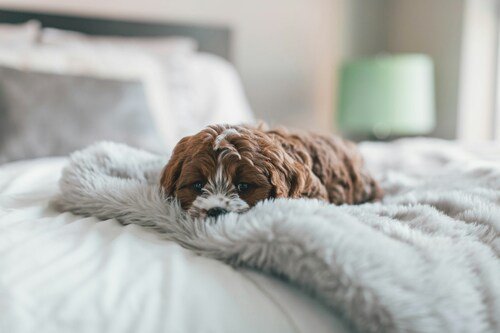 Top Washable Dog Beds That Combine Style and Functionality